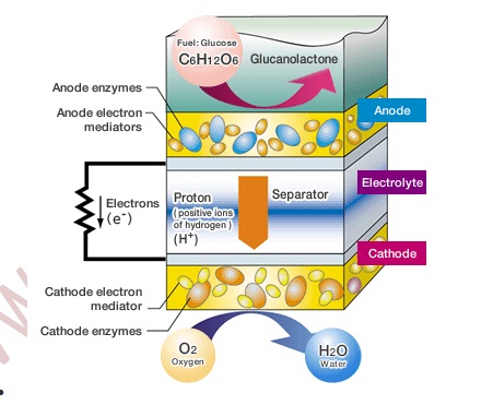 Bio Battery